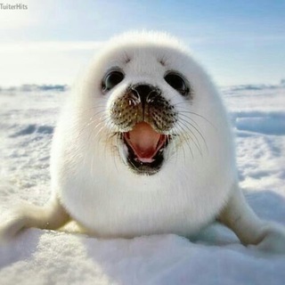 Telegram profile photo for seal hangout 96