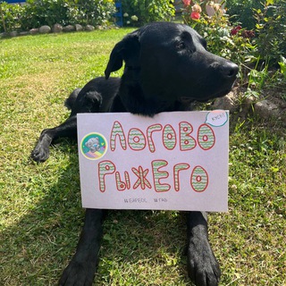 Telegram profile photo for рыжий,но не хатико🌿