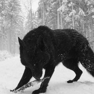 Telegram profile photo for Grupuri Românești 🇷🇴
