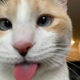 Telegram profile photo for payment @soyeoo @pnangku