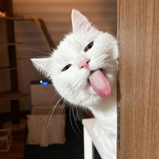 Telegram profile photo for ОколоZOO
