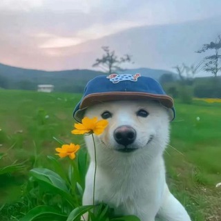 Telegram group profile photo for Тони чат