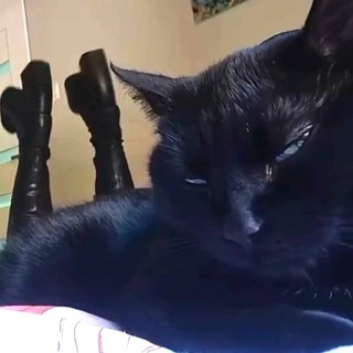 Telegram profile photo for catboomer 🐈⬛