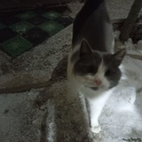 Telegram profile photo for 🐱 история кошки, а не тебя мандавошки 🐁