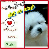 Telegram profile photo for سگ خرید و اعتماد مشتری به ما🙌۰🐶🐕🧡❤🙋