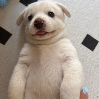 Telegram profile photo for высеры Мартина