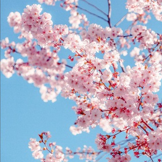 Telegram profile photo for هـﻤسٍات اسٍلاﻤيِهـ⋆☾
