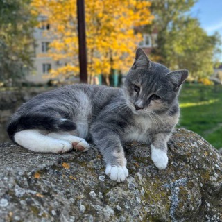 Telegram profile photo for Кошечка Лу́на🌑