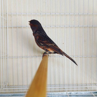 Telegram profile photo for سالن قناری سفید canary sefid
