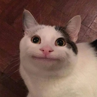 Telegram profile photo for Мемы тут!