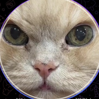 Telegram profile photo for тревожные подкасты