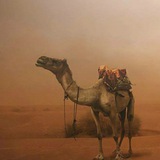Telegram profile photo for زادُ الغُربَاء || صوتيات ومرئيّات ||
