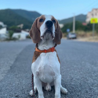 Telegram profile photo for Аватарки от ебанушки