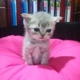 Telegram profile photo for Переходник Беззащитный мечник