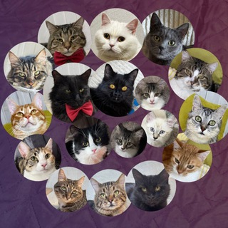 Telegram profile photo for Візьми собі кота🐈 Миколаїв🇺🇦