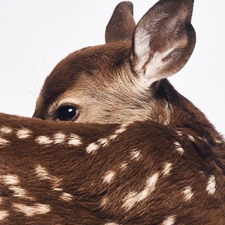 Telegram profile photo for фешн мешн