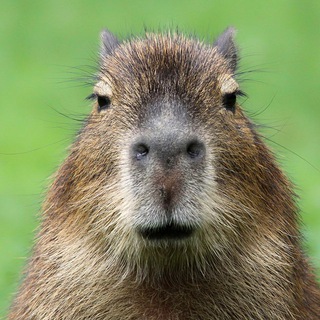 Telegram profile photo for CAPYBARA MEMES