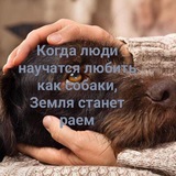 Telegram profile photo for С надеждой: собаки, кошки, в добрые руки, потеряшки, найдëныши🦮🐈