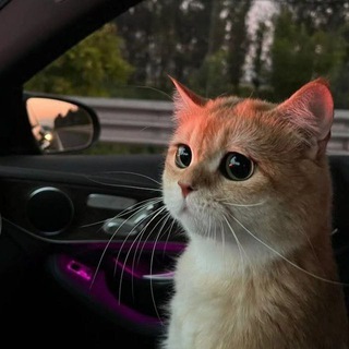 Telegram profile photo for Компания Несквик