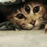 Telegram profile photo for I AM THAT I AM