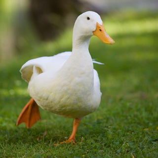 Telegram profile photo for My duck