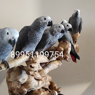 Telegram profile photo for Питомник попугаев жако
