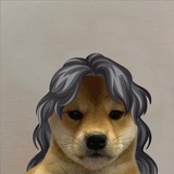 Telegram profile photo for Dog wif hair