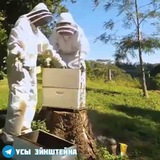 Telegram profile photo for О многом для начинающих пчеловодов