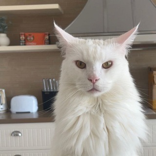 Telegram profile photo for Bueno (Portal) - GEOFF's pussy