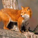 Telegram profile photo for ℂ𝕙𝕒𝕟𝕔𝕖𝕝 𝕟𝕠4𝕜𝕒
