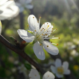 Telegram profile photo for صور من ادلب المحررة