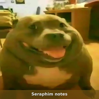 Telegram profile photo for Seraphim notes