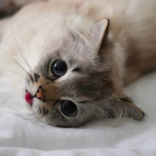 Telegram profile photo for Пушистый домосед 🐾