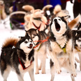 Telegram profile photo for Хаскидеревня «Рузская Аляска»
