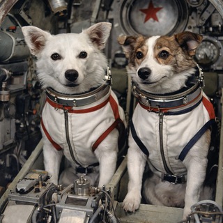 Telegram profile photo for Белка и Стрелка