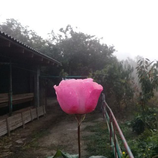 Telegram profile photo for Единобожница | موحدة