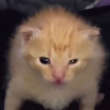 Telegram profile photo for Kto?ᵏᵒᵗˢᵃᵗᵘʳⁿᵃ