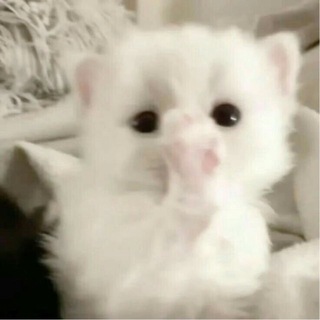 Telegram profile photo for ๐๐๐๐ ๐.๐๐๐๐๐๐ แตแตแตสทหข
