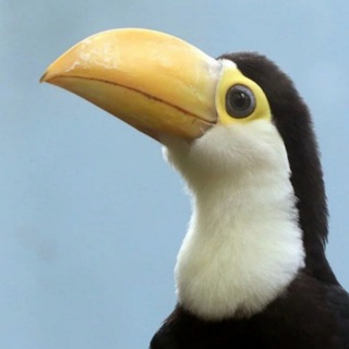 Telegram profile photo for персы кальмаруса бобожир