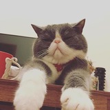Telegram profile photo for 老猫-陌陌/微信/抖音/飞机电报号商