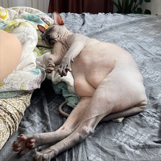 Telegram profile photo for шумерская клинопись