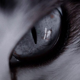 Telegram profile photo for πππ | ππ°π°π―ππ΅π³πͺπ¬π¦ | ΠΠΠΠ Π«Π’ | ππππππππ πβπππππ