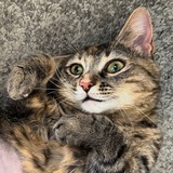 Telegram profile photo for Кошка Малышка