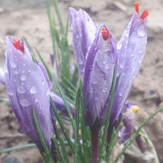 Telegram profile photo for کانال تخصصی کود،پسته و زعفران ارگانیک