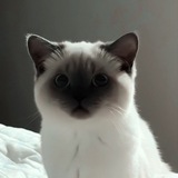 Telegram profile photo for chirion