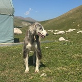 Telegram profile photo for _