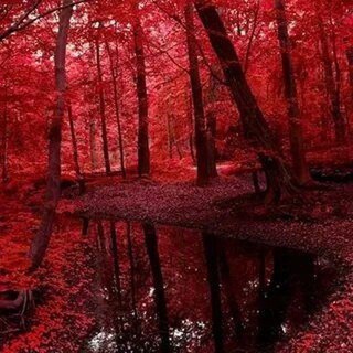 Telegram profile photo for ᴀɴɪᴍᴀʟ.ɴᴇᴛᴡᴏʀᴋ || сетка по хум!животным