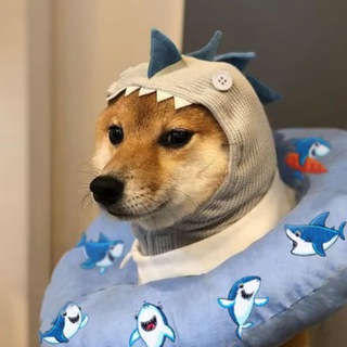 Telegram profile photo for shark inu community