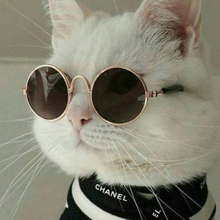 Telegram profile photo for CriminalMinds