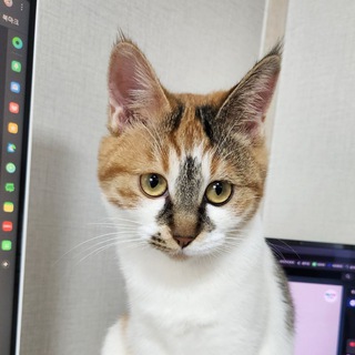Telegram profile photo for 검은고양이 저장소